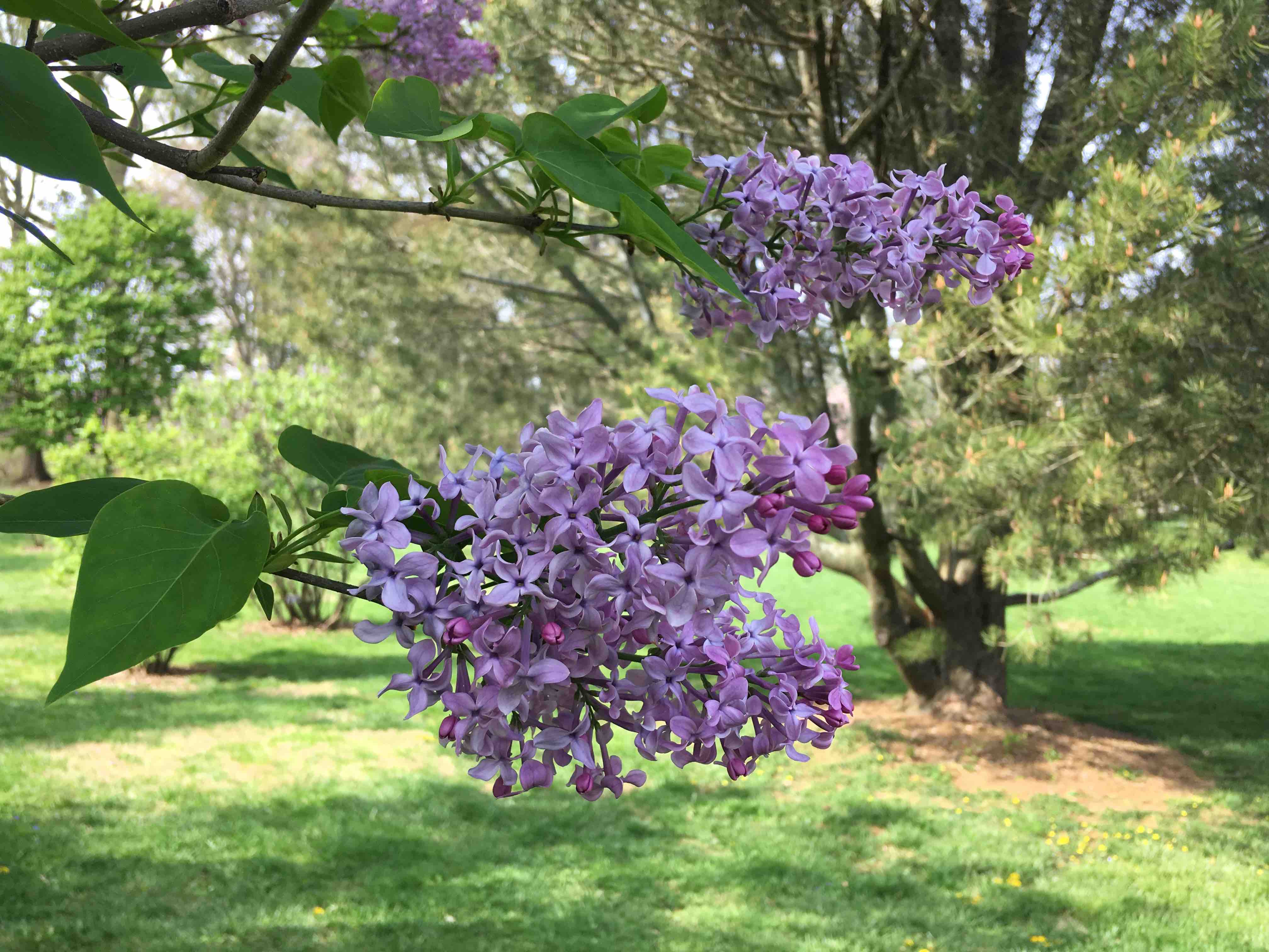 Clusters of light purple lilac flowers on a branch with green leaves in a sunlit grassy area with trees in the background.
